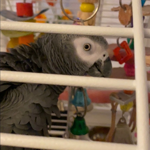 Meet your Posher, Gwen - Picture 1 of 2